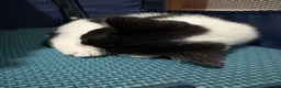 Domestic Shorthair cats for sale: 8week female kitten + all essentials (worth£100+)  in Coventry - Advert 8