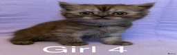 British Shorthair cats for sale: British shorthair X Persian kittens  - Advert 17
