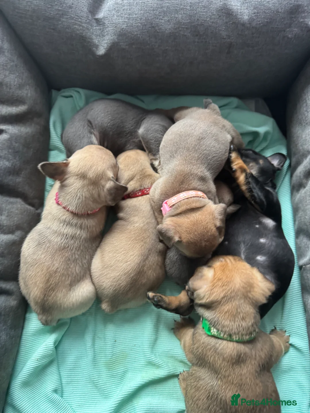 French Bulldog dogs for sale: Frenchie pupiies - Advert 1