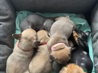 French Bulldog dogs Frenchie pupiies - Advert 16