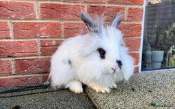 Angora rabbits for sale: Urgent 3 male rabbits for adoption  - Image 3