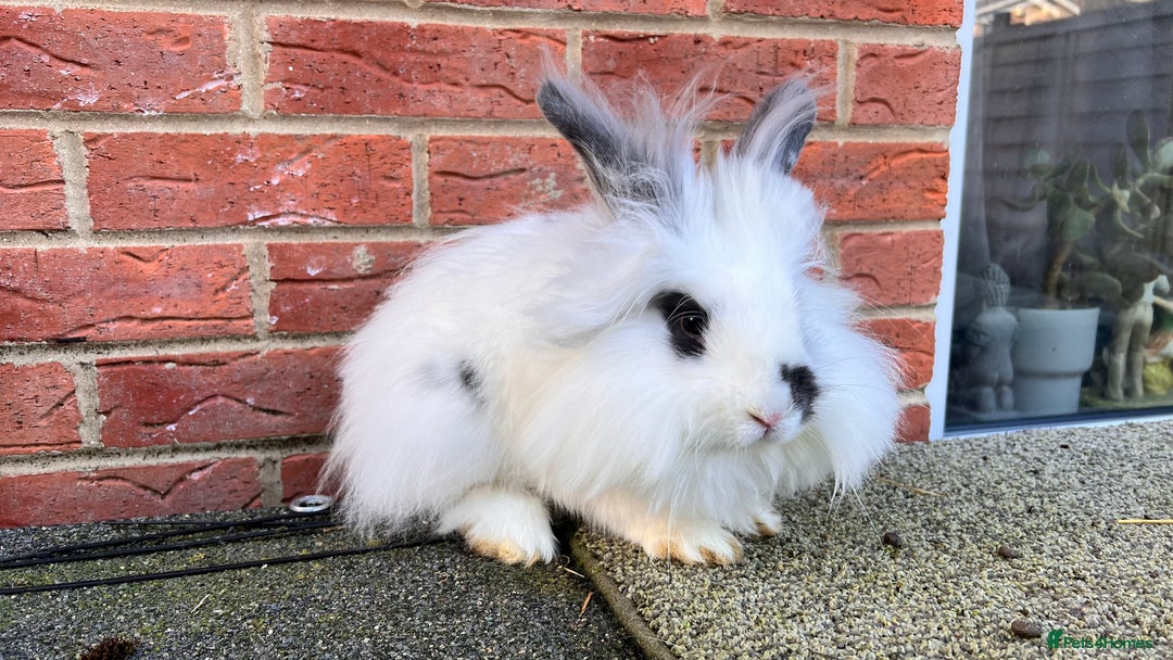 Angora rabbits for sale: Urgent 3 male rabbits for adoption  - Image 3