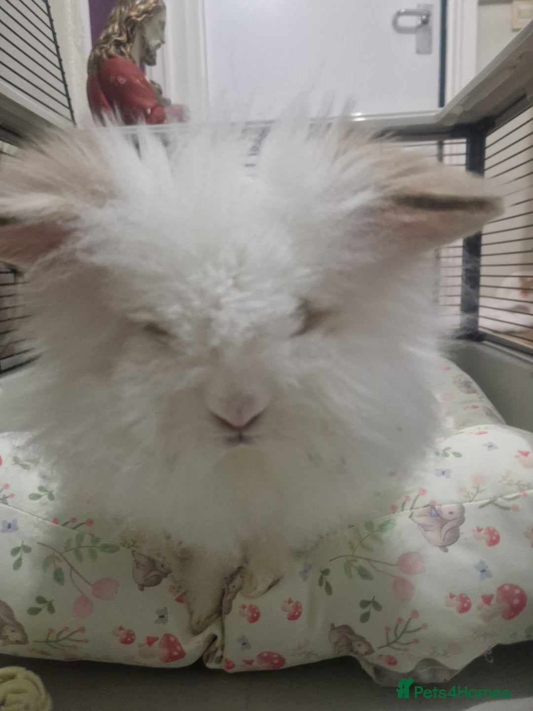 Lionhead rabbits for sale: White rabbit  - Advert 2