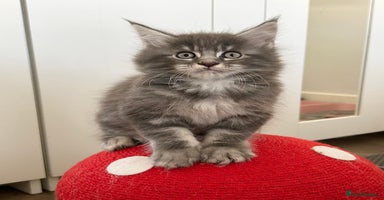 Maine Coon cats Pedigree TICA Registered Maine Coon Large - Advert 4