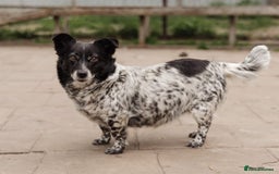Mixed Breed dogs for adoption: 💖🐶 LYRA 🐶💖 - Image 11