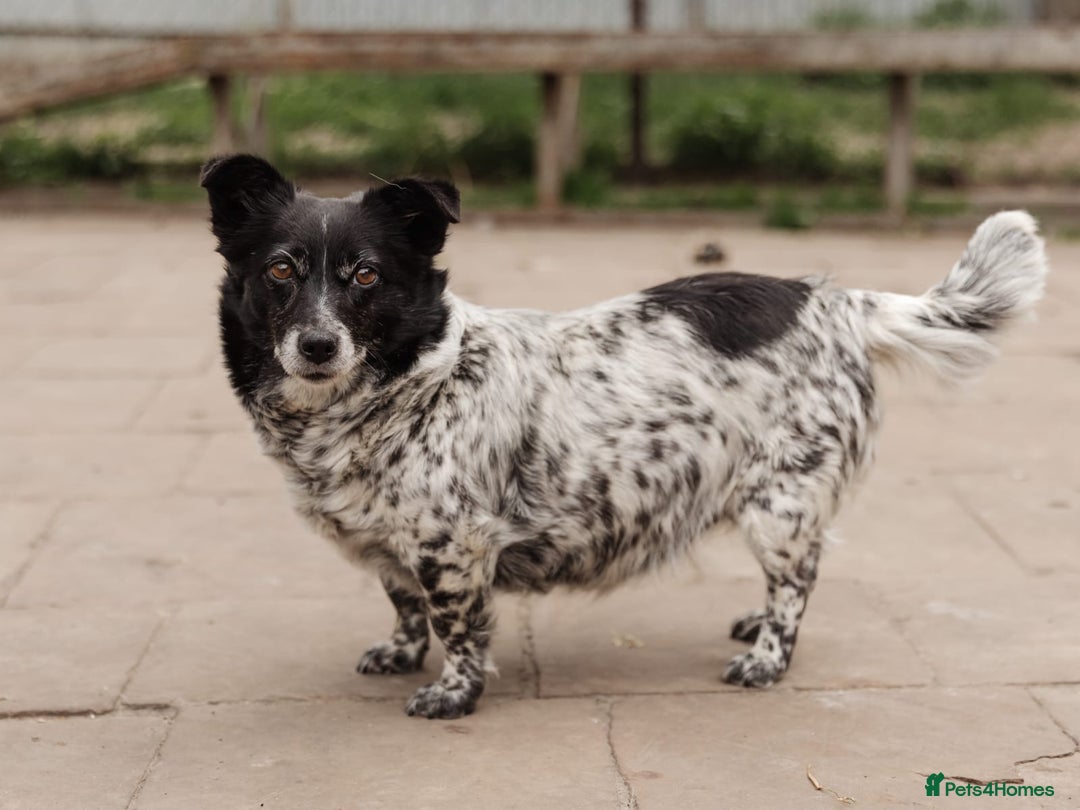 Mixed Breed dogs for adoption: 💖🐶 LYRA 🐶💖 - Image 11