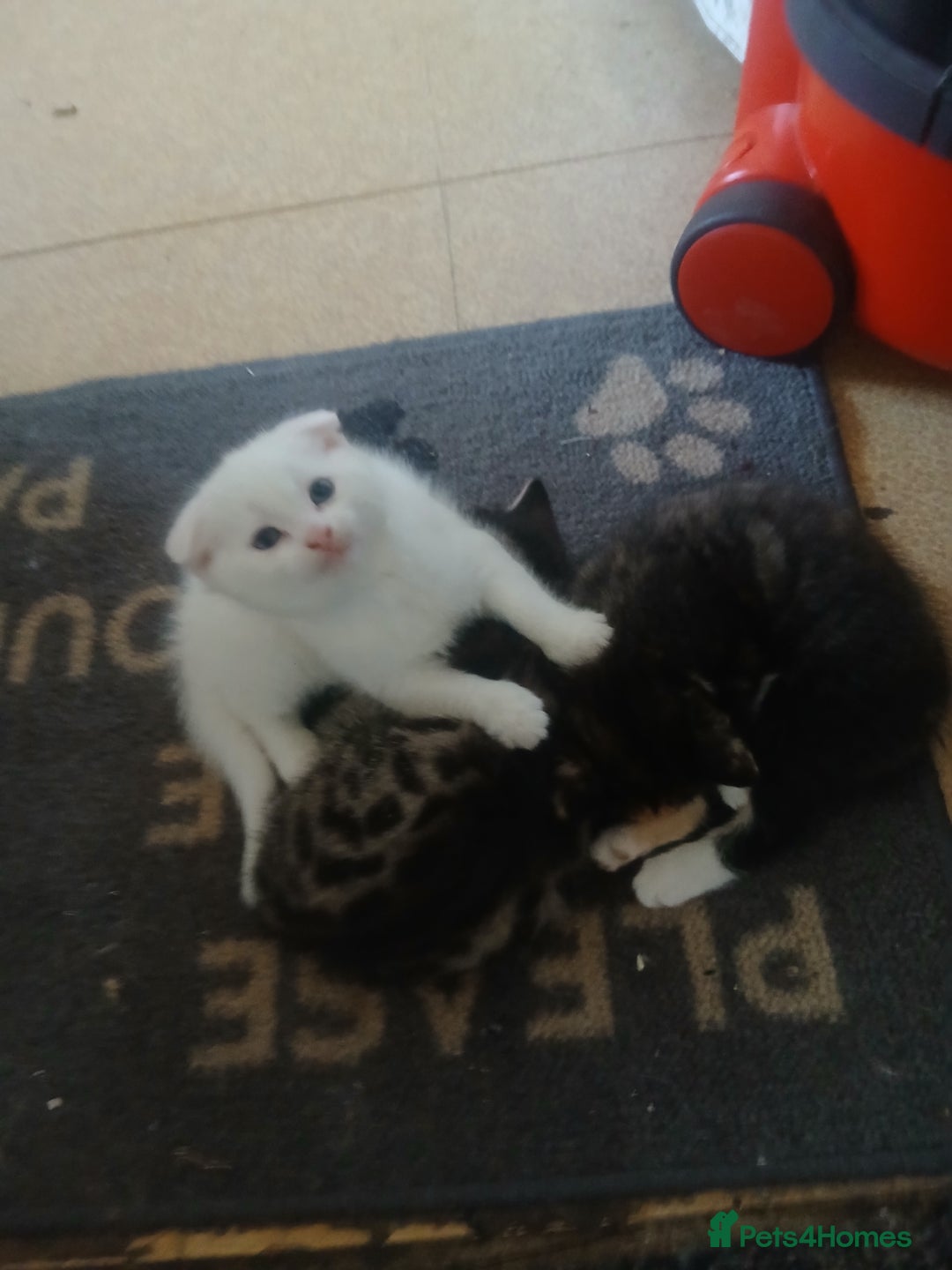 Mixed Breed cats for sale: Kittens  **  angels  - Advert 5