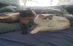 Ragdoll cats for sale: 2 ragdoll cats for rehoming - Image 12