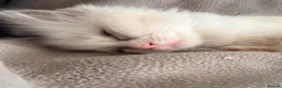 Ragdoll cats for sale: GCCF Ragdoll Kittens Championlines  - Advert 5