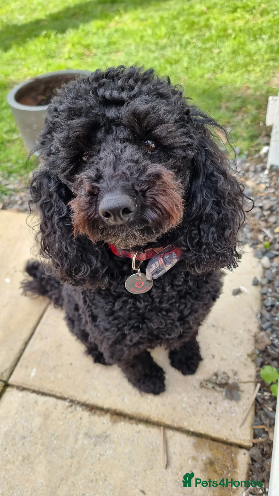 Poochon dogs for adoption: Poochon brothers looking for a new home - Advert 2