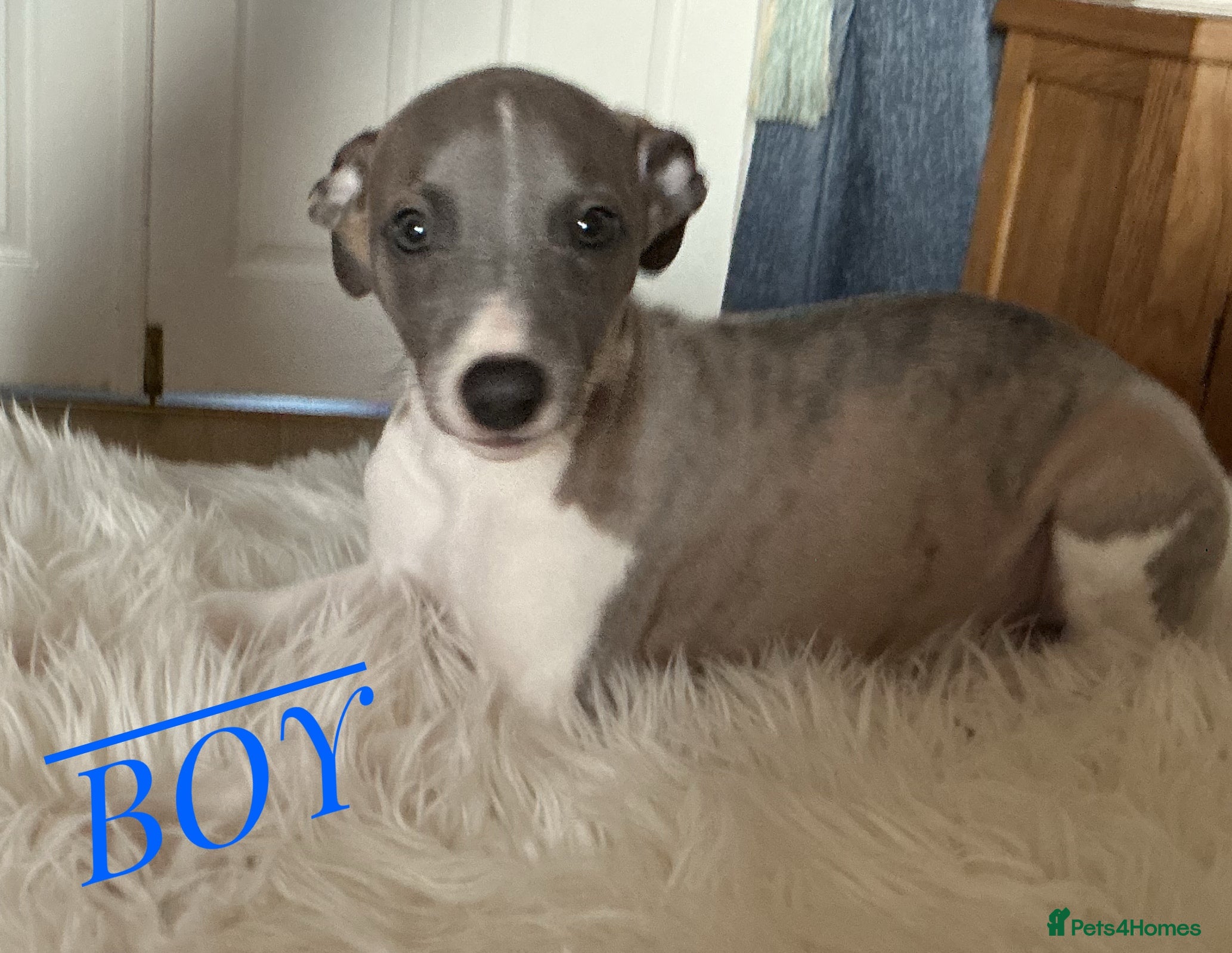 Whippet dogs KC Registered exceptional puppies  - Advert 15