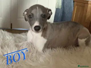 Whippet dogs KC Registered exceptional puppies - Advert 15