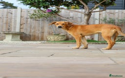 Mixed Breed dogs for adoption: Soft sweet Sophia - Image 9