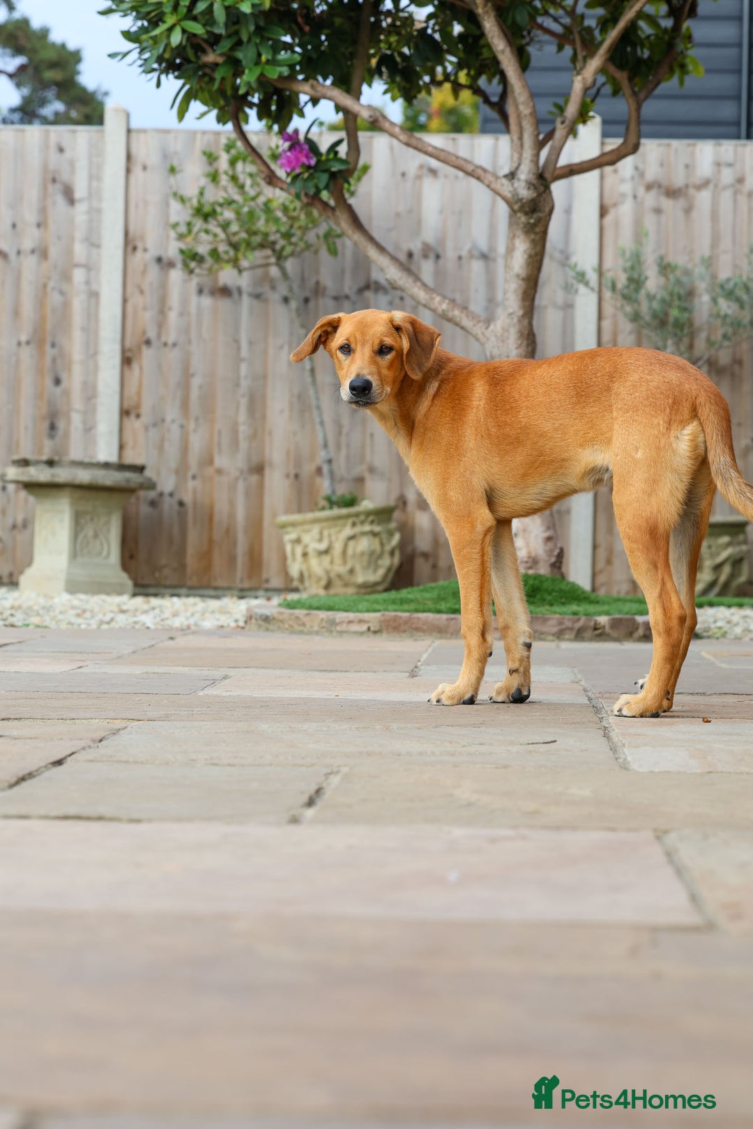 Mixed Breed dogs for adoption: Soft sweet Sophia - Image 9