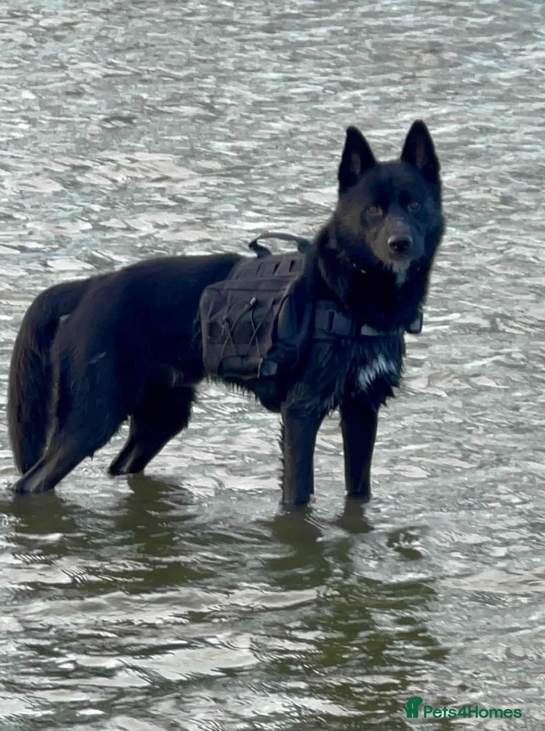 Mixed Breed dogs for sale: Stunning Shepherd Puppies Parents Can Be Seen - Advert 2