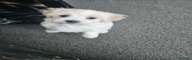 Maltese 2