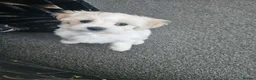 Maltese dogs for sale: lovely maltese puppy’s  - Advert 4