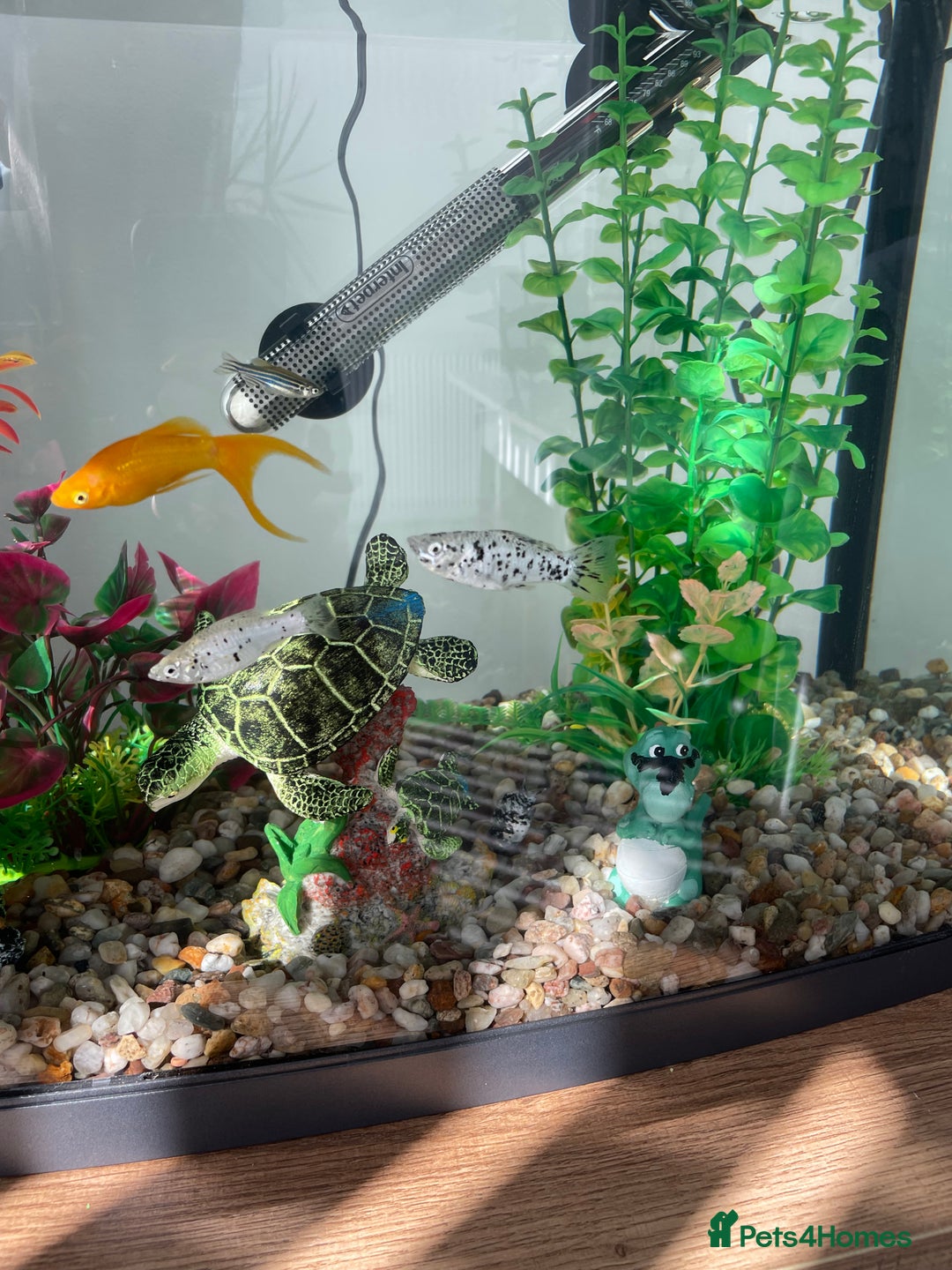 Mollies fish for sale: Dalmatian mollies, tropical fish  - Image 2