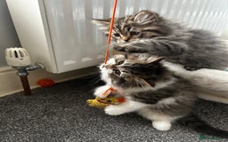 Persian cats for sale: Persian Kittens Looking for Loving Homes - Advert 15