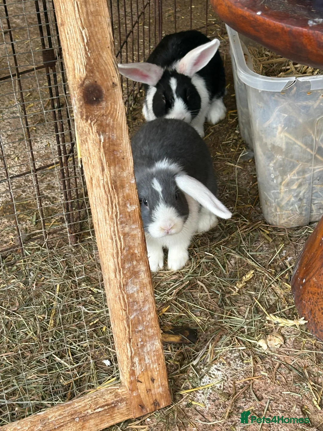 Mini Lop rabbits for sale: Vaccinated/raised indoors, mini lops and lion lop  - Advert 19