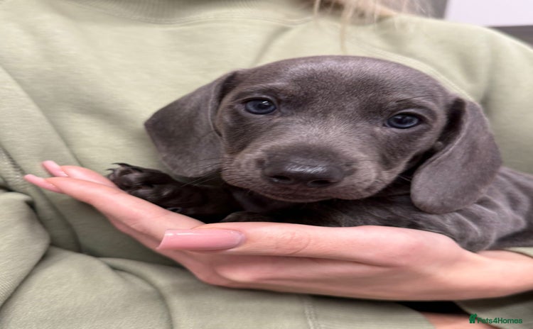 Miniature Dachshund dogs - Advert 3