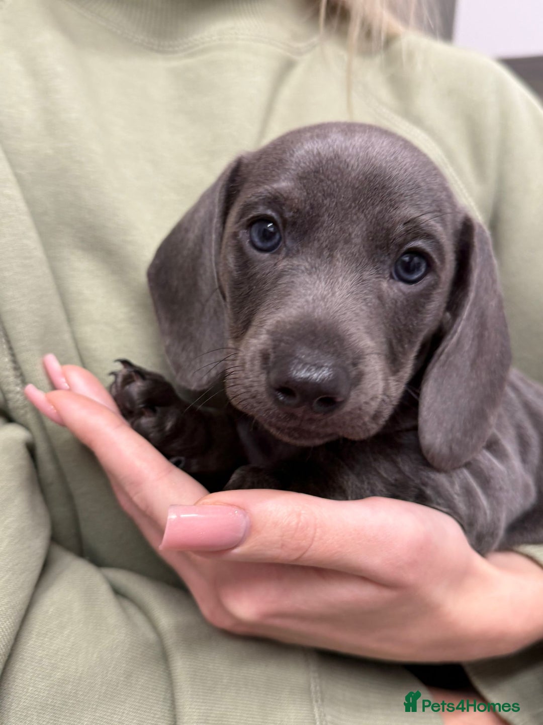 Miniature Dachshund dogs for sale: Friendly& Family -Oriented - Image 1