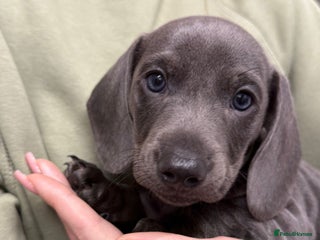 Miniature Dachshund dogs - Advert 29