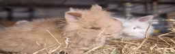 Lionhead rabbits for sale: Lovely tempered little lionhead babies- m and f - Advert 15
