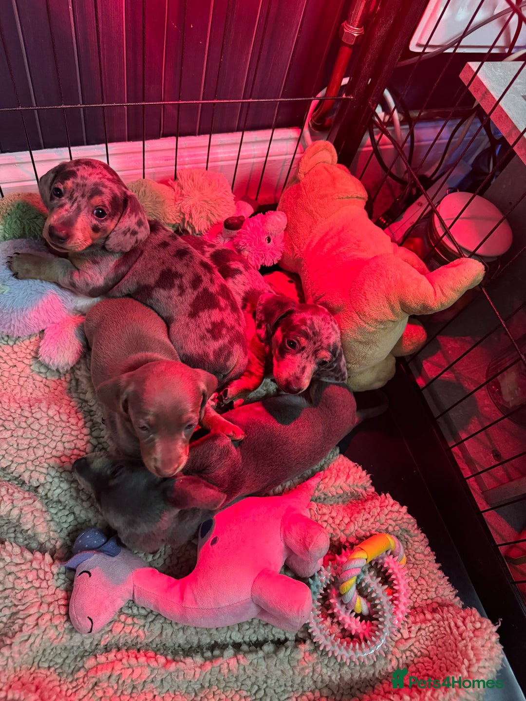 Miniature Dachshund dogs for sale: Miniature dachshund  - Advert 14