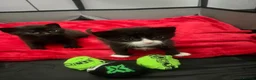 Mixed Breed cats for sale: Kittens looking for forever homes  - Advert 7