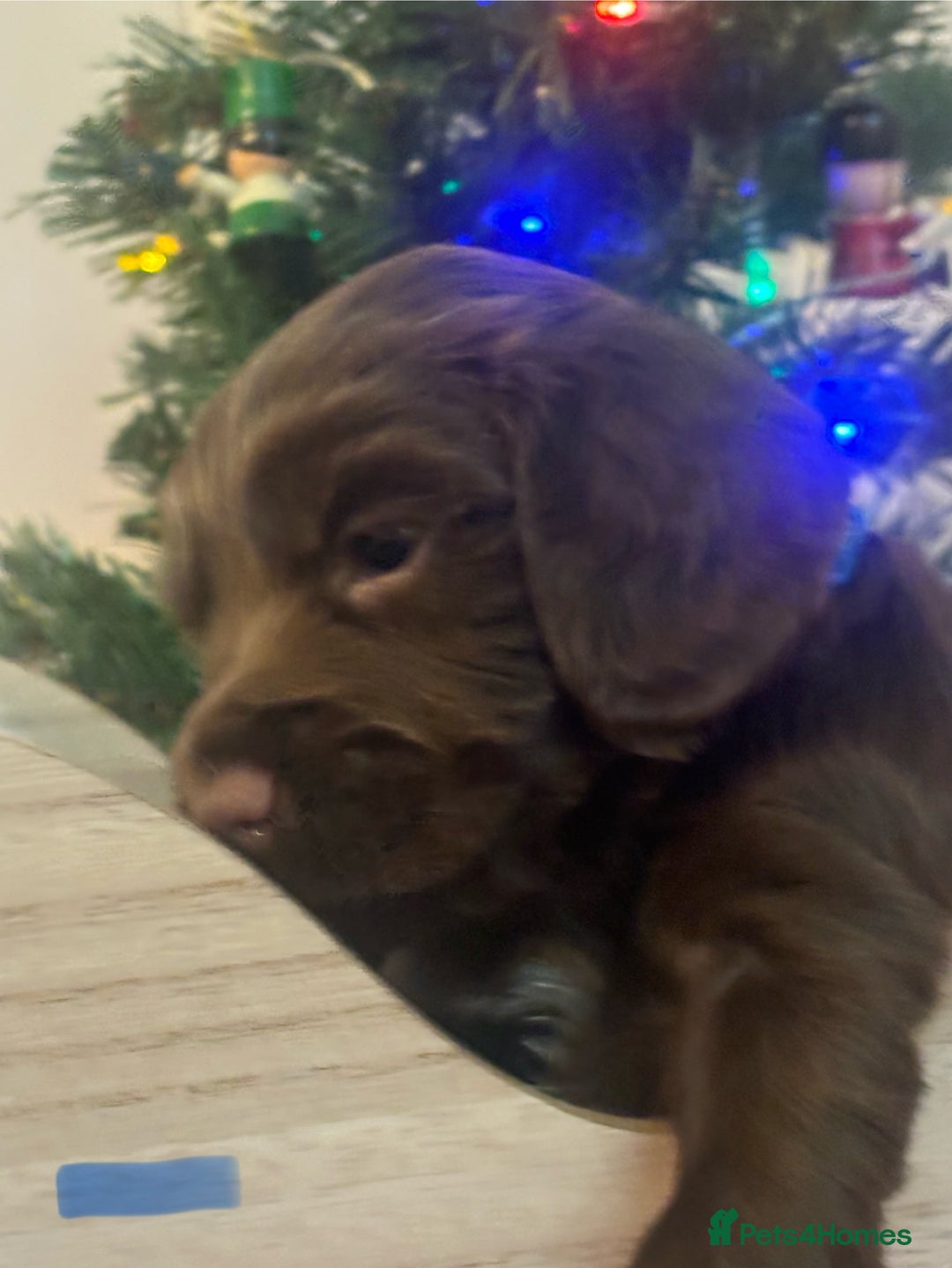 Cocker Spaniel dogs for sale: Beautiful Cocker Spaniel Puppies - Advert 8