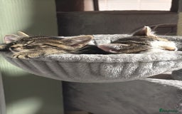 British Shorthair cats for sale: Playful kittens - Image 9