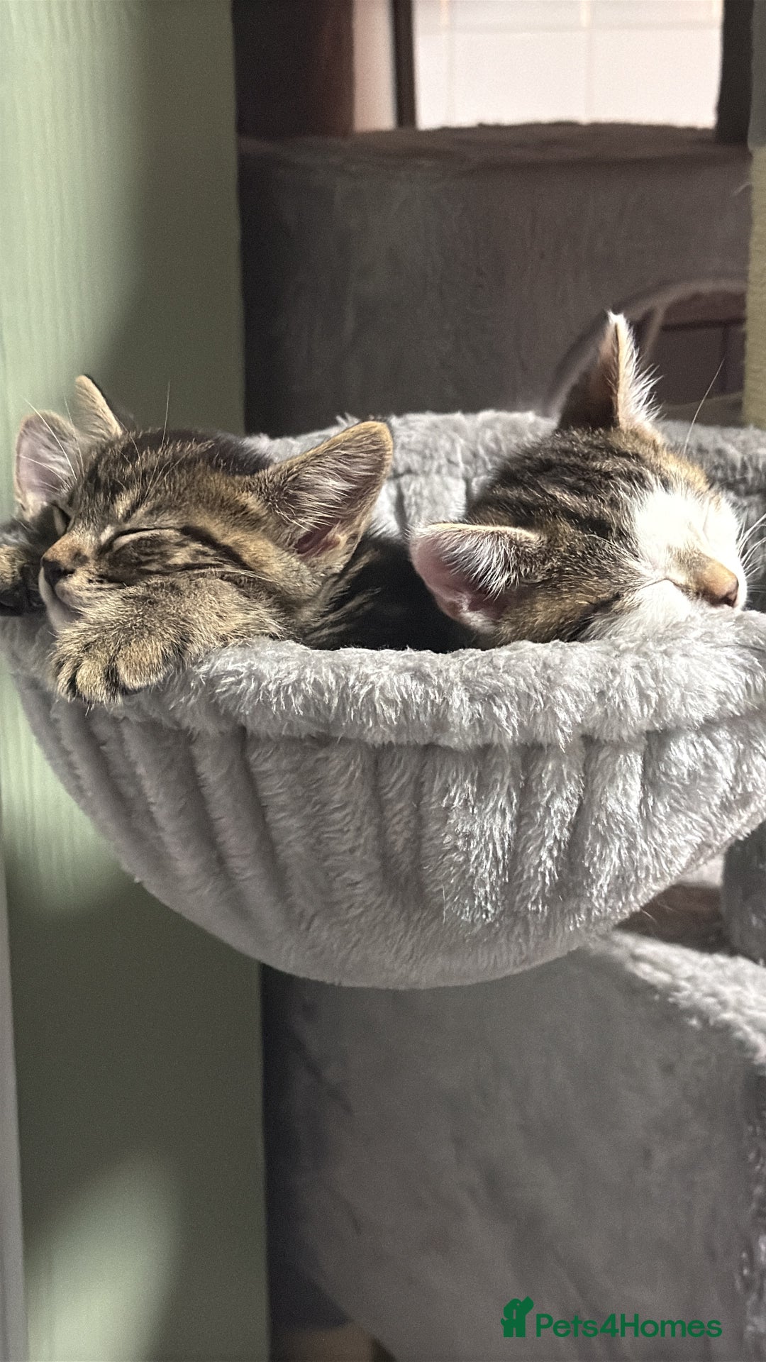 British Shorthair cats for sale: Playful kittens - Image 9