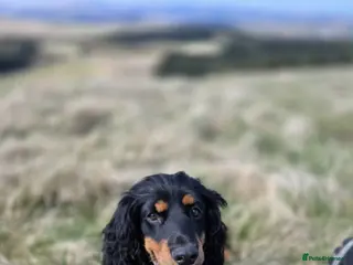 Cocker Spaniel dogs Cocker spaniel - Advert 1