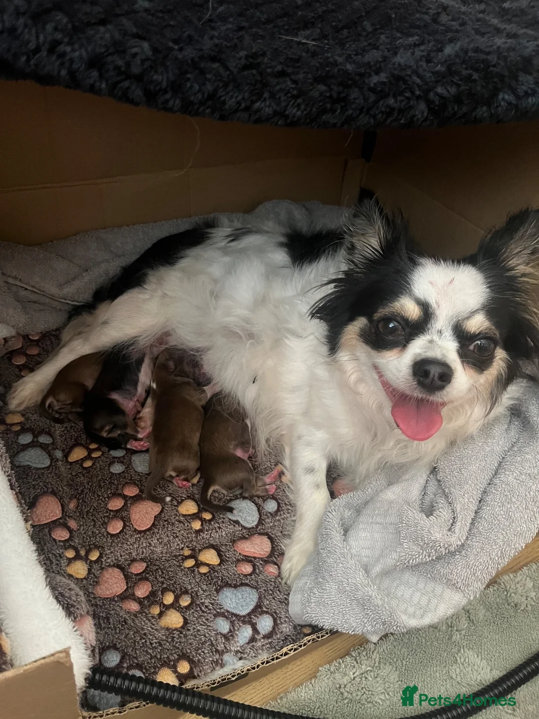 Chihuahua dogs for sale: Beautiful chihuahua babies  - Advert 1