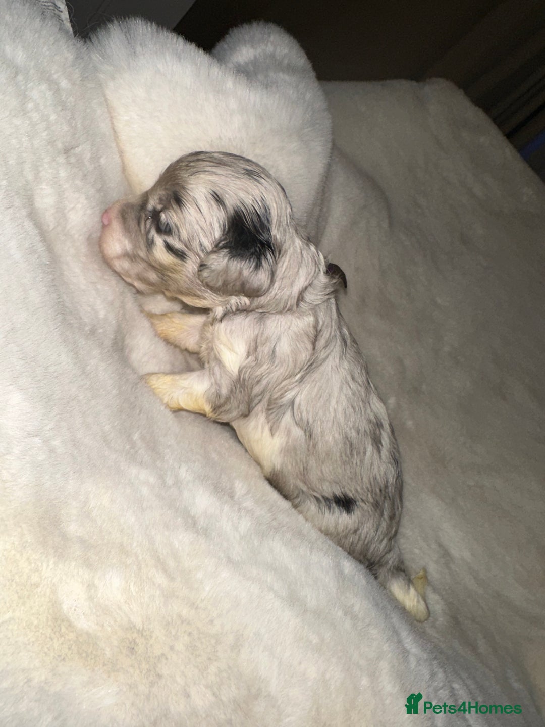 Cockapoo dogs for sale: Stunning cockapoos - Advert 3