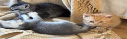 British Shorthair cats for sale: Stunning set of British blues - Advert 12