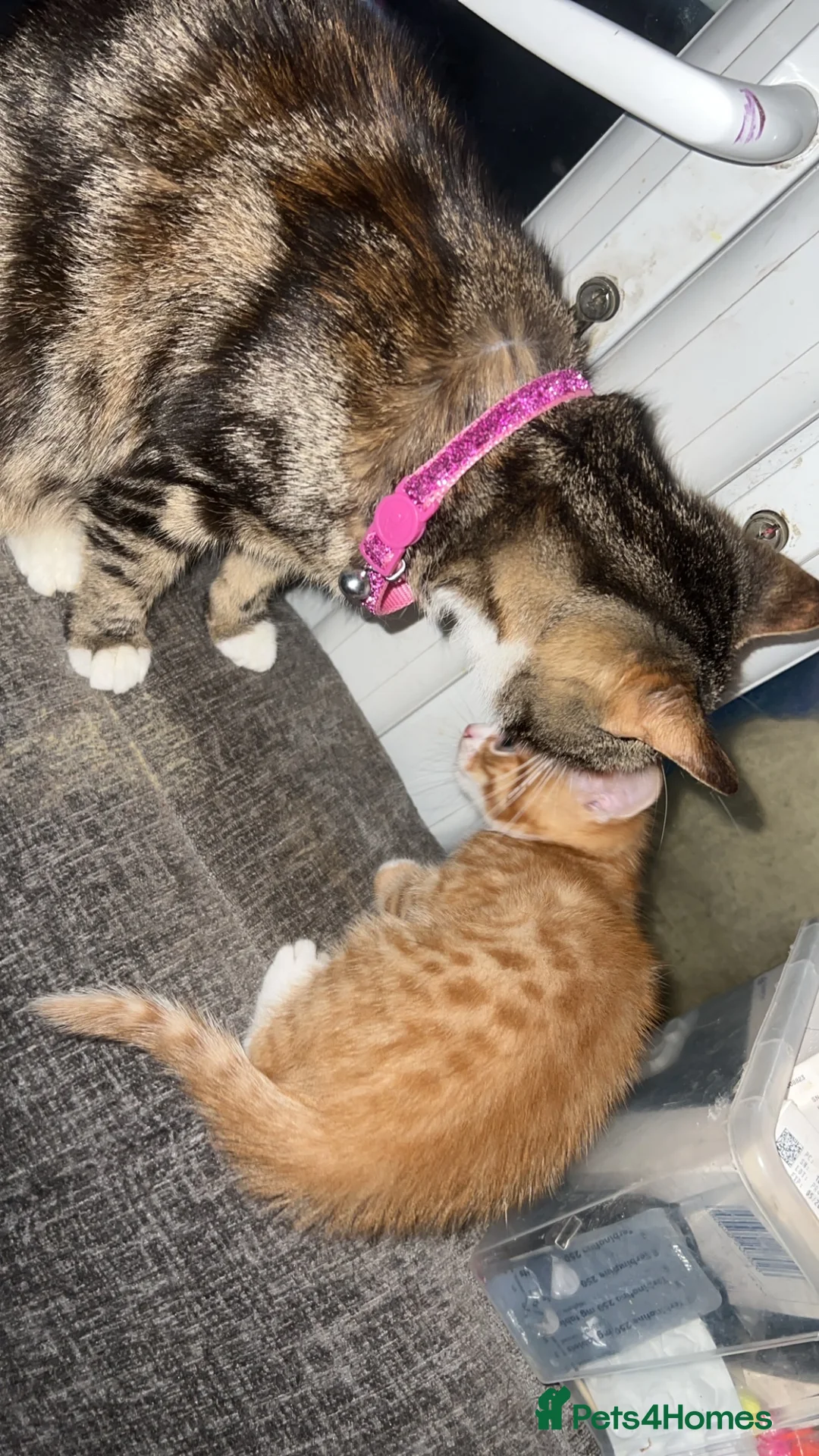 Mixed Breed cats for sale: male kittens - Advert 11