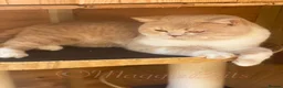 British Shorthair cats for stud: 🏆 Gccf British Shorthair Stud Available! 🏆 - Advert 7
