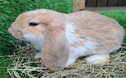 French Lop rabbits for sale: Giant French Lop Planned Litters - Vaccinated   - Image 20