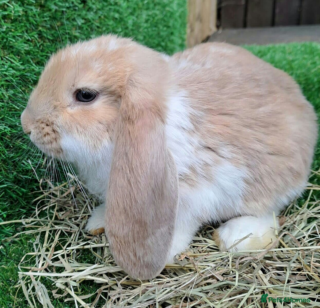 French Lop rabbits for sale: Giant French Lop Planned Litters - Vaccinated   - Image 20