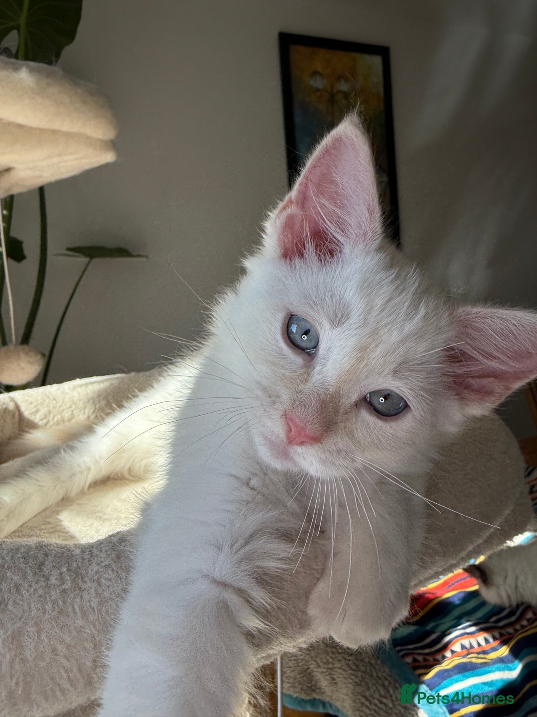Ragdoll cats for sale: Pedigree Point Ragdoll kittens  - Image 6