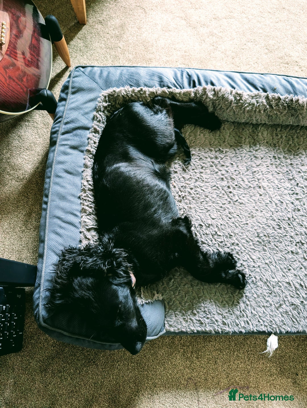 Cocker Spaniel dogs for sale: Cocker Spaniel, Black, Female. - Advert 2