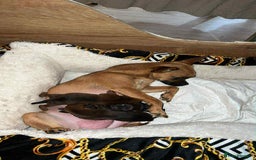 Chihuahua dogs for sale:  Chihuahua Puppies  - Image 7