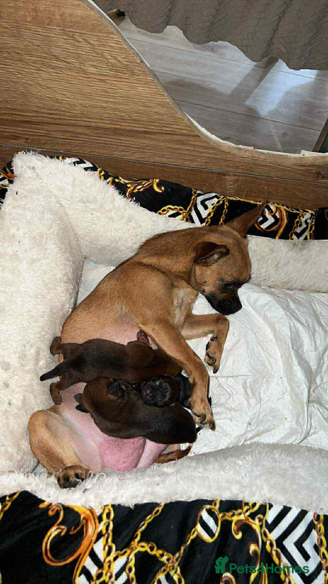 Chihuahua dogs for sale:  Chihuahua Puppies  - Image 7