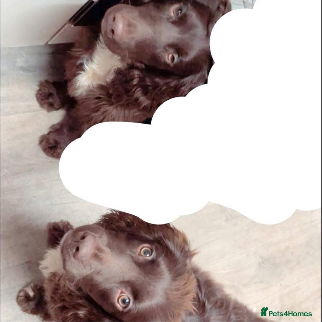 Mixed Breed dogs for sale: 2 Boykin spaniels - Advert 1