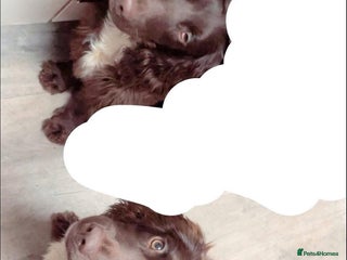 Mixed Breed dogs 2 Boykin spaniels - Advert 16