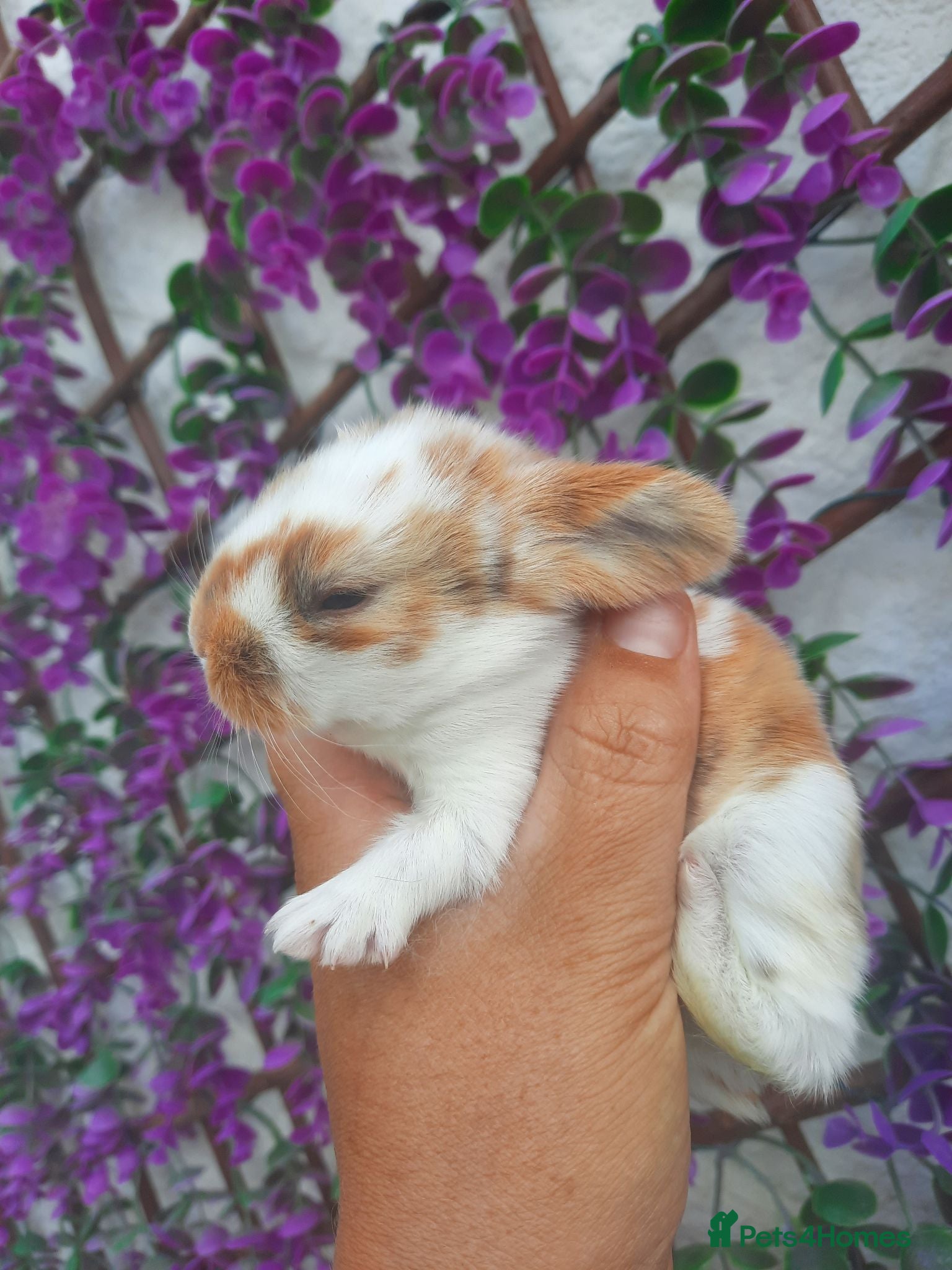 Mini Lop rabbits Mini lop babies for sale - Advert 1