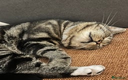 Domestic Shorthair cats for sale: Wilson - 2 year old kitty  - Image 3
