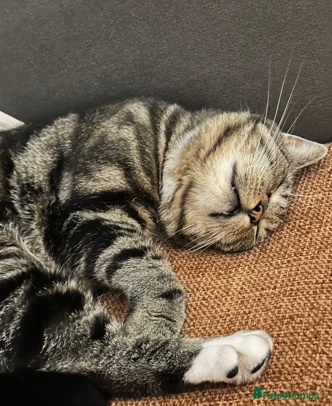 Domestic Shorthair cats for sale: Wilson - 2 year old kitty  - Image 3